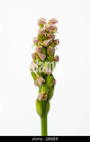 Neotinea maculata is a species of orchids in the genus Neotinea of the Orchidoideae subfamily of the Orchidaceae family Stock Photo