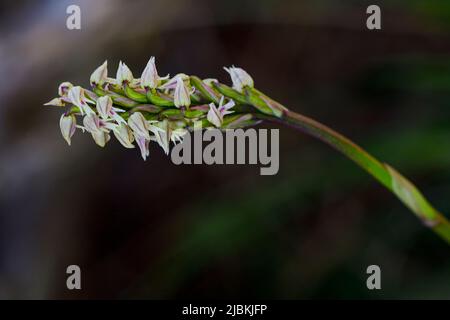 Neotinea maculata is a species of orchids in the genus Neotinea of the Orchidoideae subfamily of the Orchidaceae family Stock Photo
