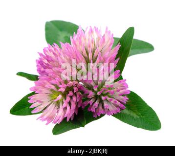 Clover flowers with green leaves, isolated on white background. Bouquet of red clover flowers Stock Photo