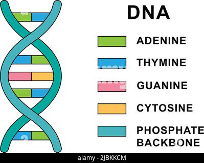 Structure of spiral Deoxyribonucleic acid molecule. DNA molecule with nucleobases structure description - cytosine, guanine, adenine, thymine. Stock Vector