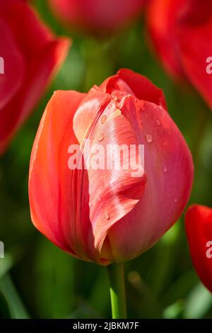 Red Tulips with dew drops in the sun light Stock Photo