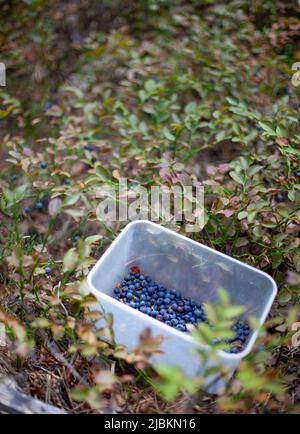 Gather blueberries in the forest. Bowl with blue berries. Wild blueberry harvest. Berry and bush berries Stock Photo
