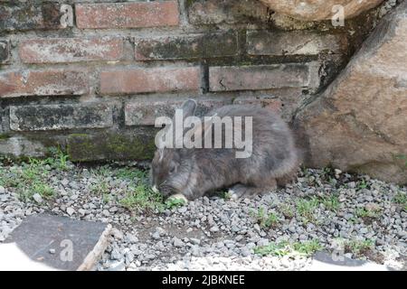 a rabbit playing on the rocks Stock Photo