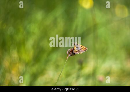 A summer HDR image of the Chequered Skipper Butterfly, Carterocephalus palaemon, in Allt Mhuic Nature Reserve, Lochaber, Scotland. 28 May 2022 Stock Photo