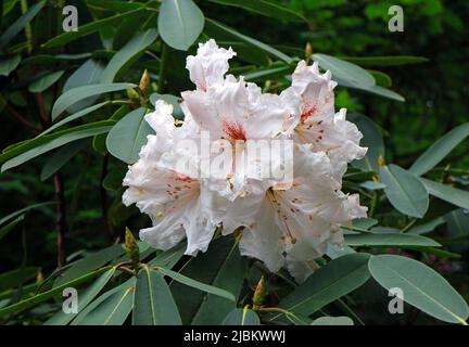 A close-up of the white flowering head of one of the many varities of Rhododendron in Sheringham Park in Upper Sheringham, Norfolk, England, UK. Stock Photo