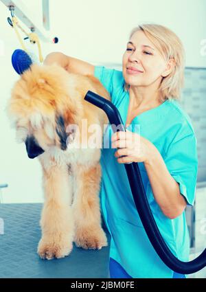 hairdresser professional dries hair by fen dog fur Afghan hound dog in hairdresser for animal Stock Photo