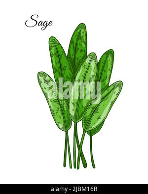 Hand drawn sage leaves. Vector illustration in colored sketch style Stock Vector