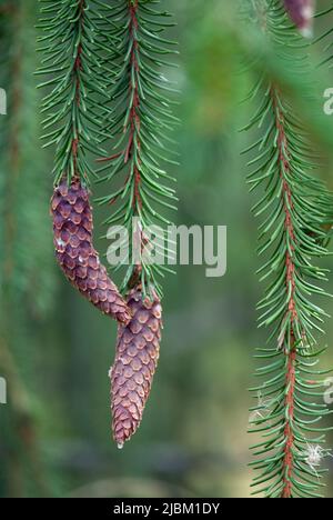 Weeping Norway Spruce (Picea abies f. pendula) branch with cones. Stock Photo