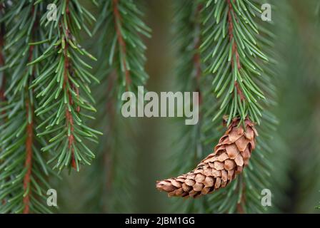Weeping Norway Spruce (Picea abies f. pendula) branch with cone. Stock Photo
