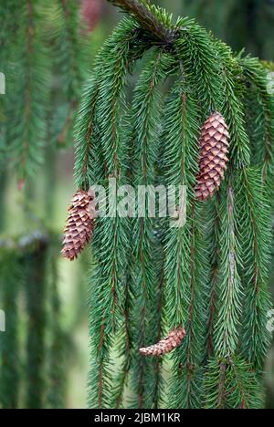 Weeping Norway Spruce (Picea abies f. pendula) branch with cones. Stock Photo