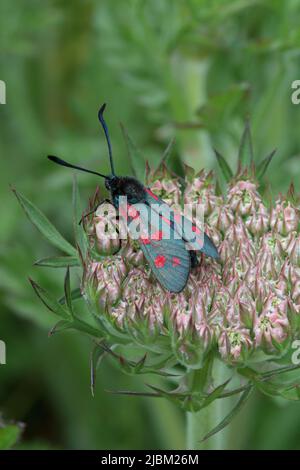 Six-spot burnet moth at Pedngwinian Point on The Lizard in West Cornwall in June. The moth was on cliff edge grasses in an ungrazed location Stock Photo
