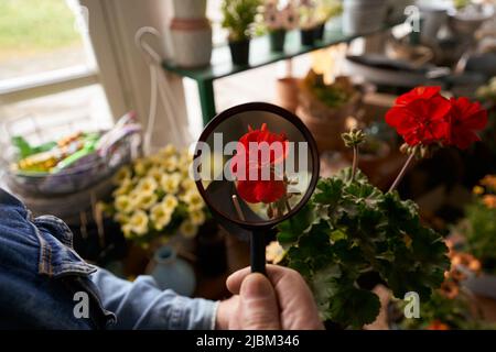 Florist looking after red hydrangea in shop Stock Photo