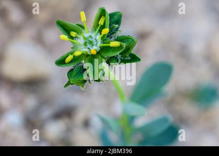 Endemism Rudilla verde baza - Haplophyllum bastetanum Stock Photo