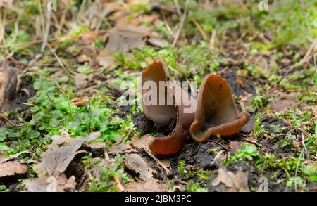 Bay cup, Peziza badia growing in natural environment Stock Photo