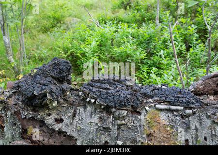 Chaga mushrooms on fallen birch tree Stock Photo