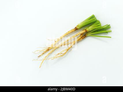 Top view fresh organic Coriander roots on white background. Close up a small pile of fresh Coriander roots without leaves. Stock Photo