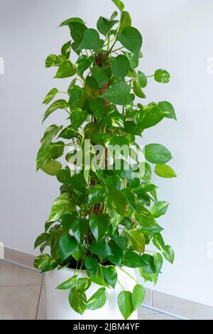 Beautiful lush indoor Money Plant (Epipremnum aureum) in a white plant pot and a white wall background. Indoor gardening concept. Stock Photo