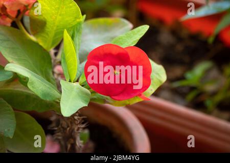 Close-up of a bright red Christ plant (Euphorbia milii) flower, growing in a pot in the garden. Stock Photo