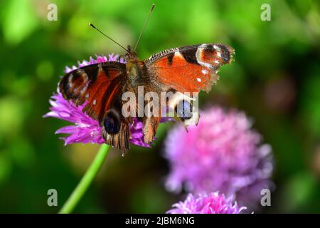 Peacock Butterfly on Chives Stock Photo