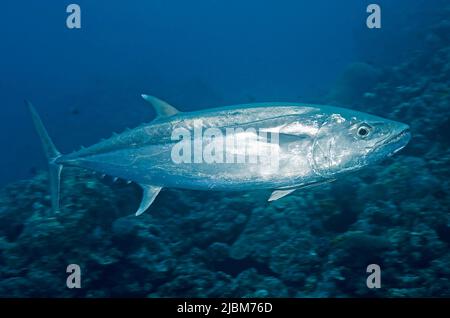 Dogtooth tuna (Gymnosarda unicolor), Fiji, Oceania, Pacific Ocean Stock Photo
