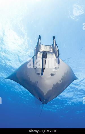 Sicklefin Mobula or Box rays (Mobula tarapacana) with sucker fish swimming in blue water, Santa Maria island, Azores, Portugal, Europe, Atlantic Ocean Stock Photo