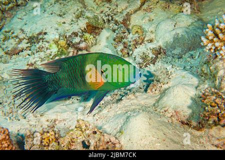 Broomtail Wrasse (Cheilinus lunulatus), endemic, Egypt, Red Sea Stock Photo