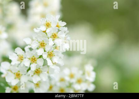 Bird cherry aka hackberry (Prunus padus) tree in full bloom. White flowers in springtime, defocused blurred background. Stock Photo
