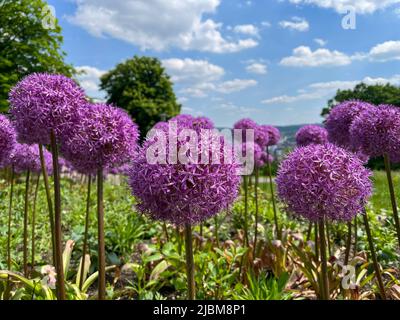 Giant Onion, Allium Giganteum, Flower in the public park Nordpark in Wuppertal, Germany in spring against a blue sky. Stock Photo