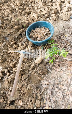 A Garden Mattock on a dig up soil and crop In an Indian agricultural field , Uttarakhand. Stock Photo
