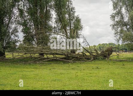 Fallen tree in a a green field after storm. Netherlands. Stock Photo