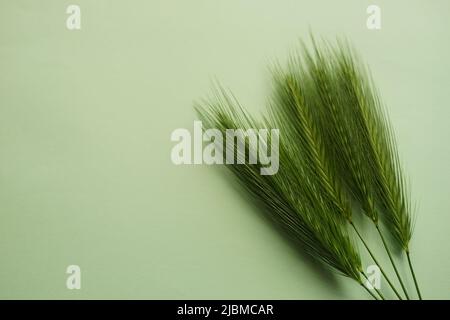 Summer botanical floral composition with green herbs on pale green table, copy space. Stock Photo