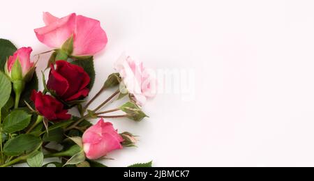 Roses blossom flowers on bright background. Copy space for design. Place for text. The best for invitation, greeting card or postcard. Stock Photo