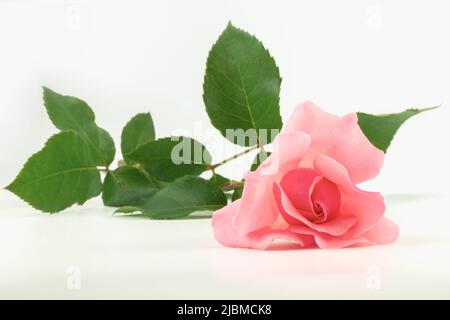 Laid pink rose flower on a light background. Close up. Stock Photo