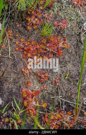 Drosera rotundifolia , round-leaved sundew[, common sundew, insectivorous plant, Limburg, Netherlands.