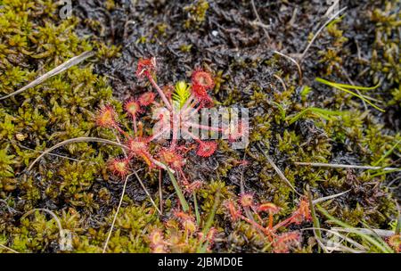 Drosera rotundifolia , round-leaved sundew[, common sundew, insectivorous plant, Limburg, Netherlands.
