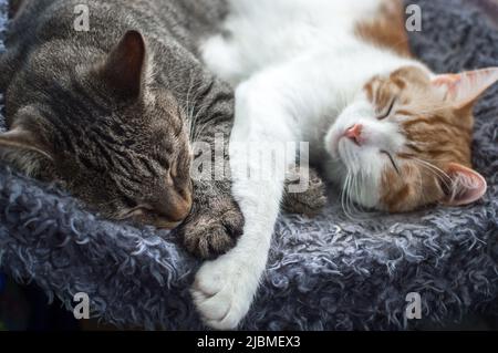 Portrait of a gray and red cat sleeping hugging on the bed Stock Photo