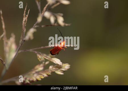 Red bug from a northern portuguese meadow. Stock Photo