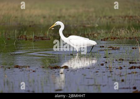 Great Egret with a frog on the Chobe River Botswana Stock Photo