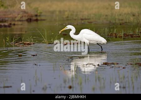 Great Egret with a frog on the Chobe River Botswana Stock Photo