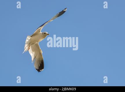 The black-headed gull (Chroicocephalus ridibundus) (Larus ridibundus). Bird in flight with its wings spread wide, Black Sea Stock Photo