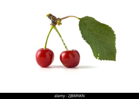 Two red cherries with leaf isolated on white Stock Photo