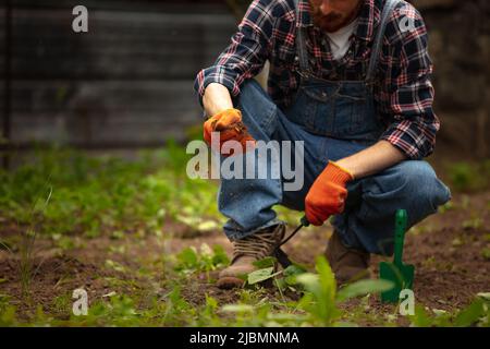 Caring hands of farmer planting a plant, bell pepper in vegetable garden in early spring time. Concept of jobs, occupations, bio products, ecology Stock Photo