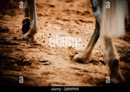 Beautiful legs of a gray horse, stepping hooves on the sand and raising dust with them. Equestrian sports. Equestrian life. Animals. Stock Photo