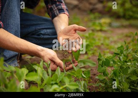 Agriculture corn. environmental protection. male farmer's hand touches pouring plants low on black soil. Concept of field works, eco, nature, local Stock Photo