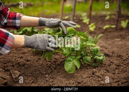 Female hands of farmer planting a plant, potato in vegetable garden in early spring time. Concept of jobs, occupations, bio products, ecology, grow Stock Photo
