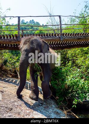 Elephant Camp, Chiang Mai, Thailand 2022 Stock Photo