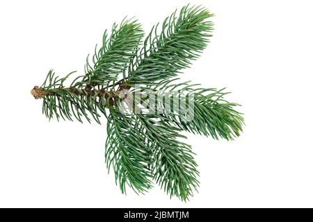 Christmas tree branches isolated on a white background Stock Photo