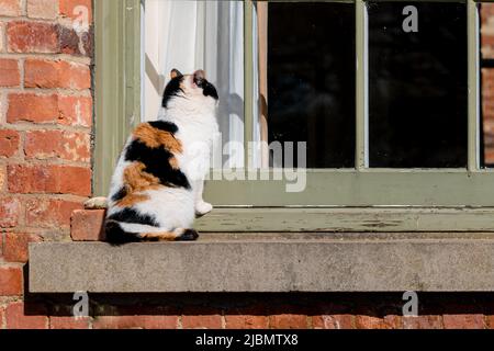 A tri-colour calico cat peering in hopefully at a window on a windowsill Stock Photo