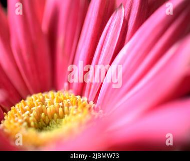 Close up image of a pink gerbera daisy with yellow center with pink petals radiating toward the periphery. Stock Photo