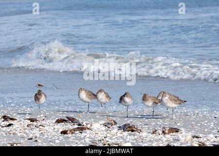 Florida. A flock of Western Willets, (Tringa semipalmata) standing on one leg in the seashells of Sanibel Island. Stock Photo